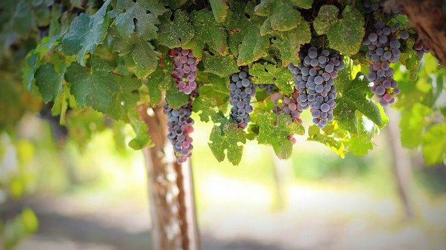 immobilier dans la vigne